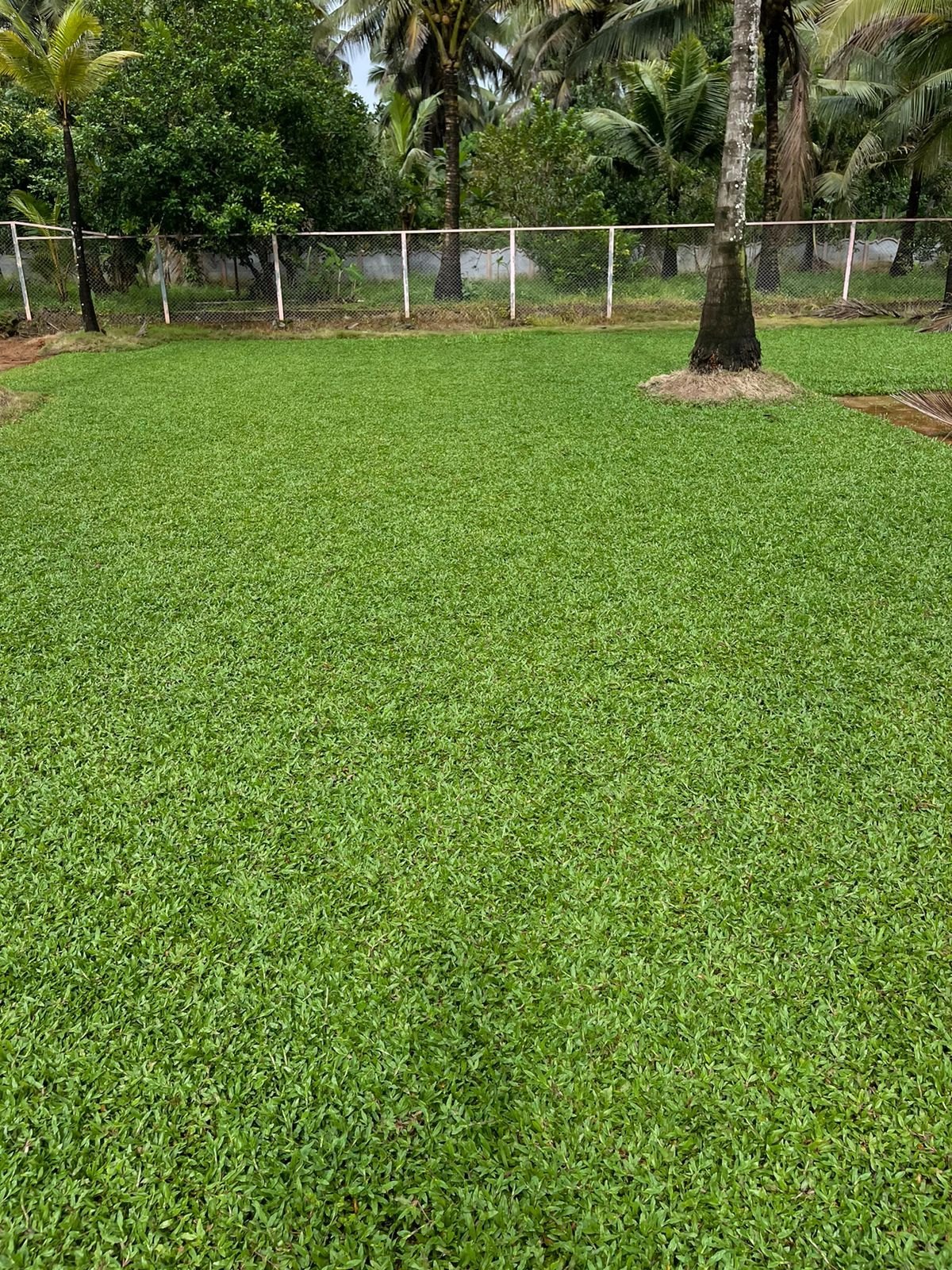 Pearl Grass